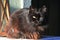 Fluffy black tomcat with rusty red fur tips on bottom of his body sitting in front of white wall.