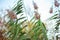 Fluffy, blooming reeds on the shore of a reservoir in autumn