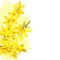 Fluffy blossoming yellow spring tree template. Forsythia suspensa, Golden Bell, flowers frame on the left.