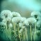 Fluffy blowball - dandelion seeds in spring