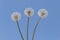 Fluffy blowballs against blue sky