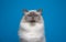 fluffy blue eyed birman cat funny face portrait meowing on blue background