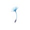 Fluffy blue seed or parachute of a blossoming dandelion. Hand drawn wild flowers. Design element