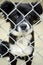 Fluffy Border Collie puppy in chain link kennel dog pound