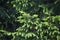 Fluffy branches of bright green color, spring spruce tree