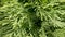 Fluffy branches of an evergreen coniferous shrub in the rays of sunlight. Green needles of juniper, twigs of a