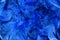 Fluffy bright Blue feather background