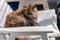 Fluffy brown cat is resting on a white chair. The pet warmed up in the sun and sleeps