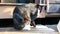 A fluffy brown cat with stripes washes on the porch in the village.