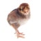 Fluffy brown chick chicken isolated on white background