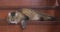 Fluffy brown domestic cat lies on wooden stairs at home