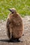 Fluffy brown King Penguin Chick