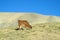 Fluffy brown Lama on altiplano