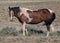 Fluffy brown Mustang horse standing on grass farm in McCullough Peaks Area in Cody, Wyoming