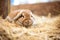 fluffy brown rabbit nestled in straw bedding