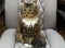 Fluffy brown tabby cat sitting in a chair and looking away