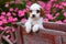 Fluffy brown and white puppy sitting in rustic wooden wheelbarrow