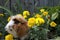 A fluffy brownish, gingery, white furred  Abyssinian guineapig sitting in marigold wheeking          