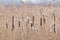 fluffy bulrush reed maces in the marsh