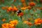 Fluffy bumble bee sitting on bright orange flower on flowerbed