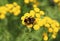 Fluffy bumblebee on bright yellow tansy flower