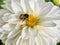A fluffy bumblebee close-up sits on the yellow middle of a white dahlia. Floral background