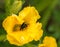 A fluffy bumblebee collects pollen on a large yellow pumpkin flower.