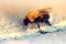 Fluffy bumblebee crawing along