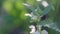 Fluffy bumblebee crawling on a white nettle flower