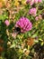 Fluffy bumblebee extracts nectar from pink clover flowers.  striped insect with wings collects pollen and nectar from pink flowers