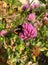 Fluffy bumblebee extracts nectar from pink clover flowers.  striped insect with wings collects pollen and nectar from pink flowers