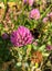 Fluffy bumblebee extracts nectar from pink clover flowers.  striped insect with wings collects pollen and nectar from pink flowers