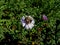 Fluffy bumblebee on the violet bright New York aster