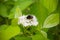 Fluffy bumblebee on white small flowers among green leaves. Close-up.