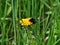 Fluffy bumblebee on a yellow dandelion.