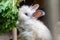 Fluffy Bunny in a Captive State at the Zoological Park