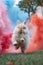 Fluffy Bunny Running on Grass With a Vibrant Backdrop of Colorful Smoke Clouds, Exuding Joy and Whimsy
