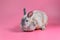 Fluffy bunny sit on clean pink background, Rabbit mature