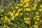 Fluffy bush Small yellow flowers
