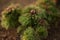 Fluffy bush of wild peony flower with closed buds