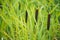 Fluffy bushes of cattail or Reed Mace. Sometimes people call it as bulrushes. Selective focus macro shot with shallow