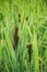 Fluffy bushes of cattail or Reed Mace. Sometimes people call it as bulrushes. Selective focus macro shot with shallow