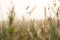 Fluffy bushes Timothy grass in the early spring morning under the bright and gentle sunrays. Selective focus macro shot