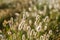 Fluffy bushes Timothy grass in the early spring morning under the bright and gentle sunrays. Selective focus macro shot