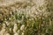 Fluffy bushes Timothy grass in the early spring morning under the bright and gentle sunrays. Selective focus macro shot