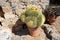 fluffy cacti in a clay pot against a stone wall