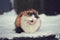 Fluffy calico cat on snow. Cat meowing. Winter, cold