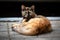 Fluffy calico tricolor cat portrait. focus on eyes