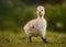 Fluffy Canada Gosling Walking