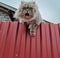 Fluffy cat on the fence